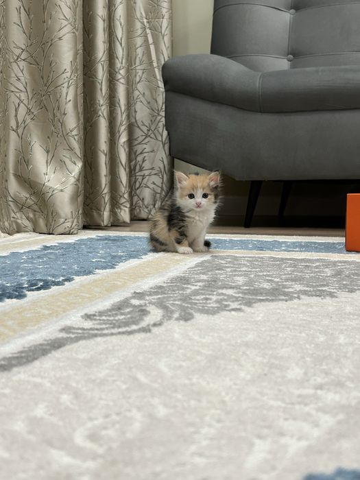 Котенок 1 месячный