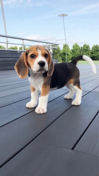 Beagle Tricolor - Mascul / Femela, 8 saptamani, carnet de sanatate