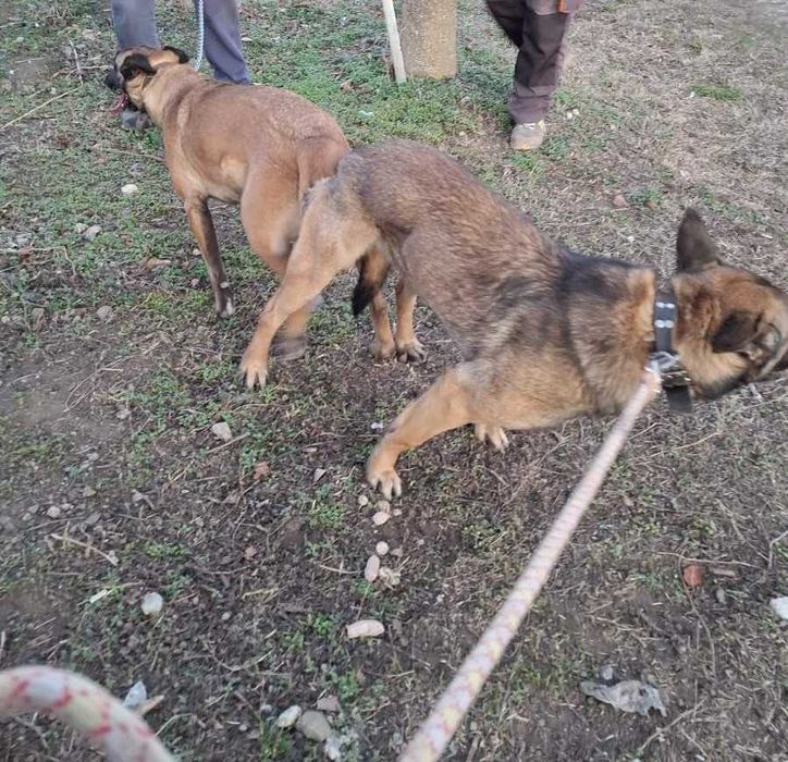 Малка Белгийска овчарка чака своя добър и грижовен стопанин