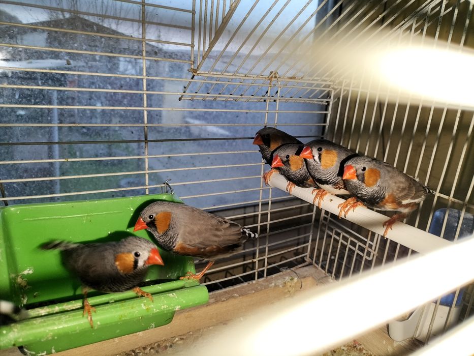 Pui de zebre australiene