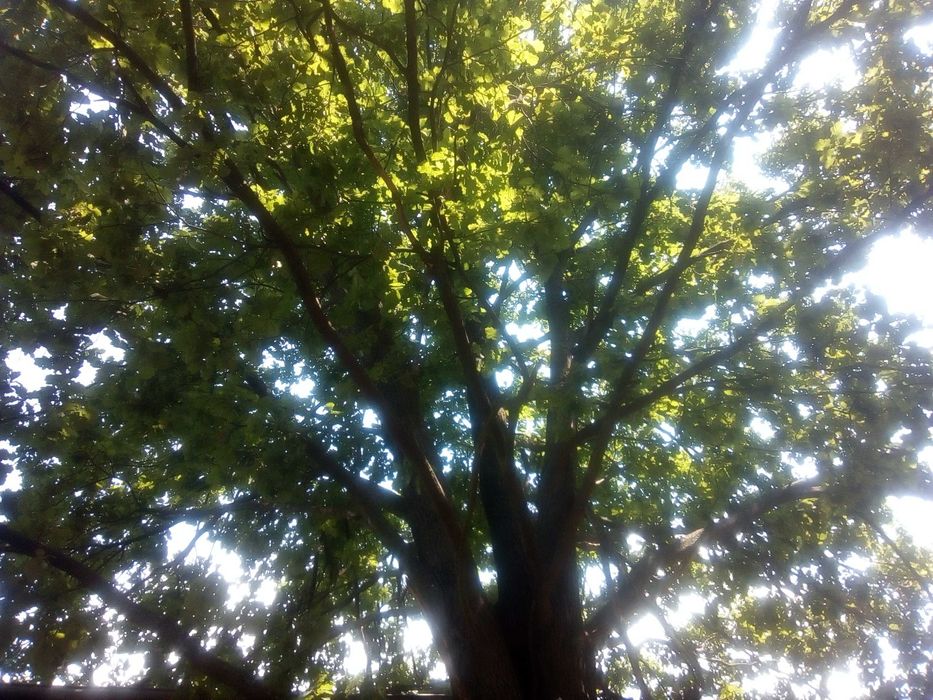 Дъб, Горски,Летен,Quercus Robur, Разсад