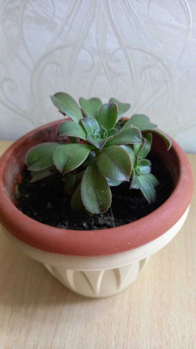 Продам кактус и эхеверия