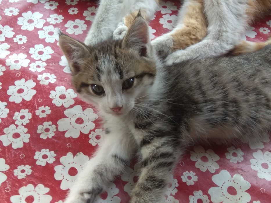 Отдам котёнка срочно