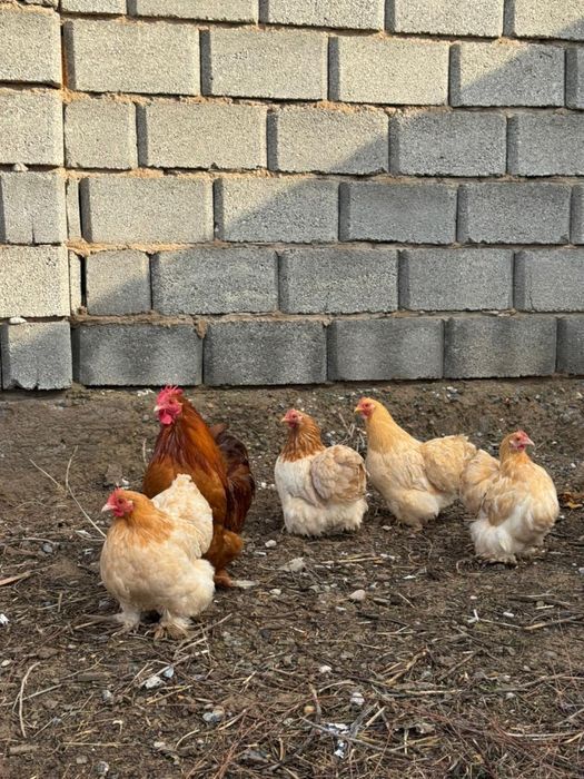 Карлик кох кур петух