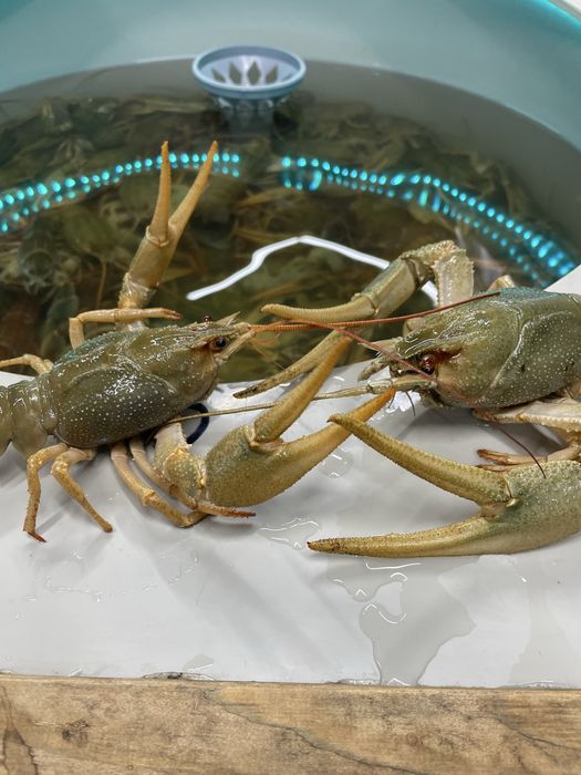 Живые раки всегда в наличии