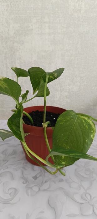 Продам комнатный цветок.