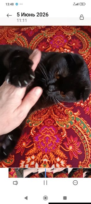 Отдадим британской породы кота .