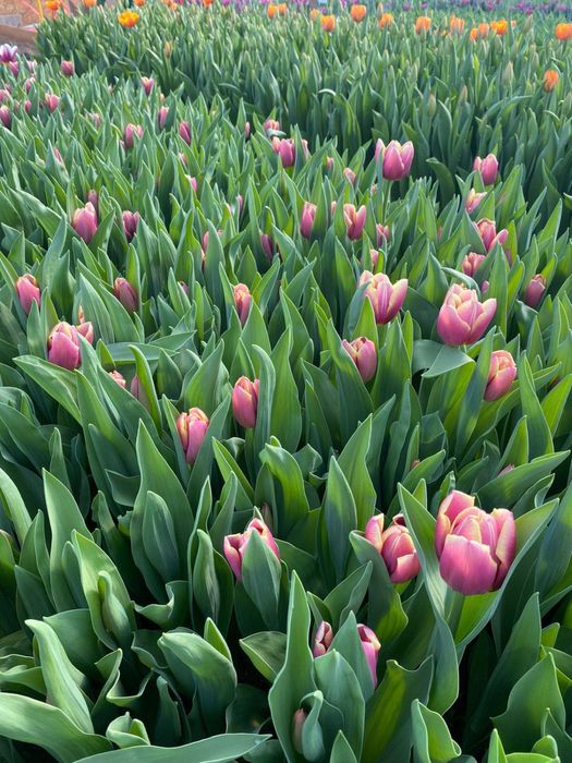 Тюльпаны к 8 марта , прямиком с теплицы!