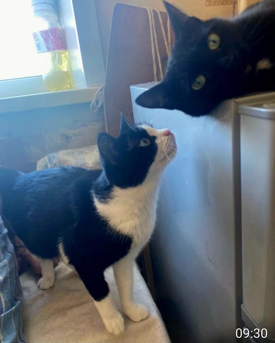 Кошка! Котик!  .