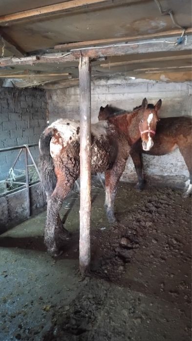 Продам жеребчика в августе будет полных 2 года