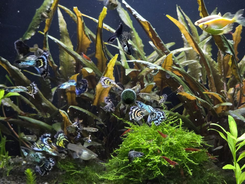 Pesti Acvariu / Guppy / Creveti Red Sakura