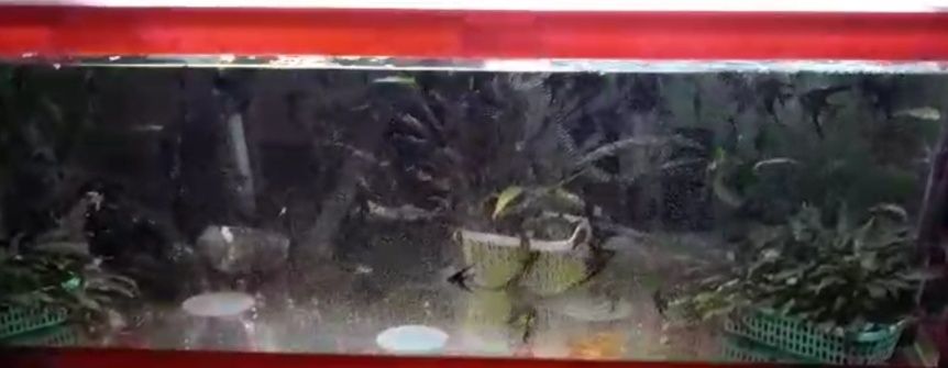 Скалярии "черный мрамор"