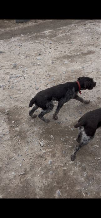 Дратхаар щенок продается 4 месяца