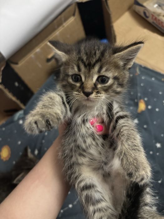 Отдам котят в добрые руки !