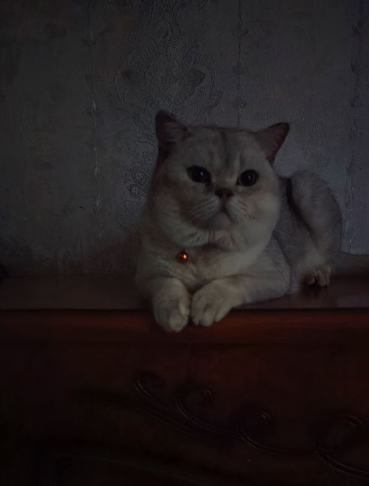 Вязка кота серебристый шин шыла сильвер крупный весом 6кг