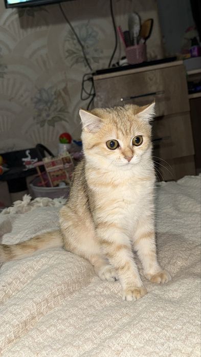 Британская шиншилла