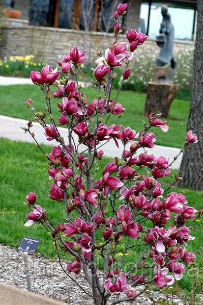 Магнолия листопадная гибридная