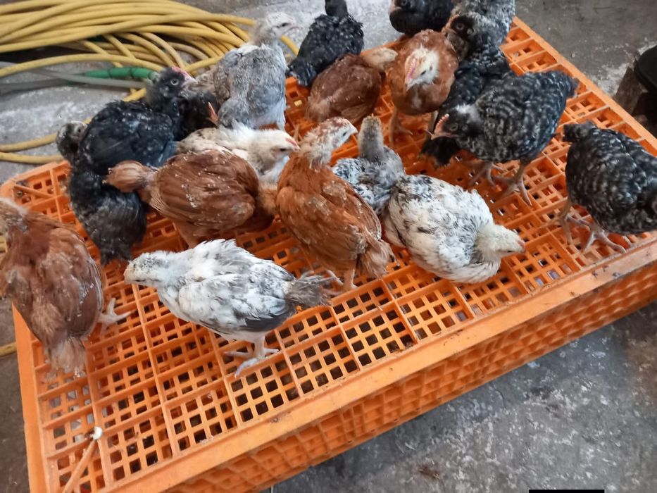 Vând pui albi și rasă mixta ( livrare la domiciliu)