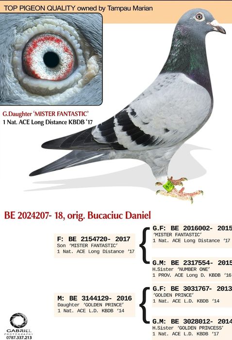 Porumbei de vanzare cu pedigree