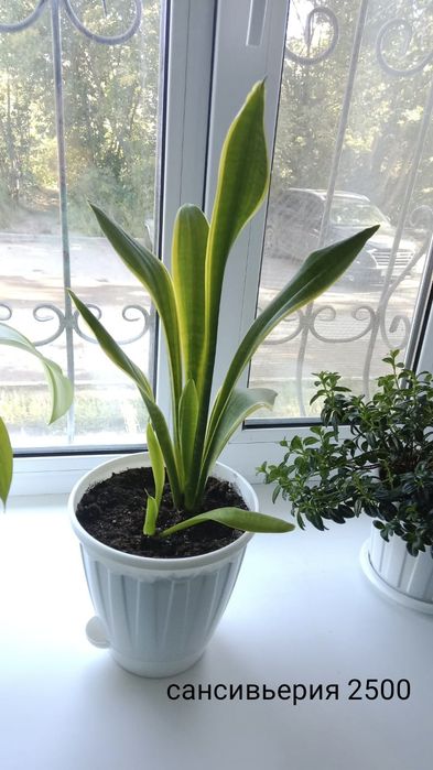 Продаю цветы комнатные