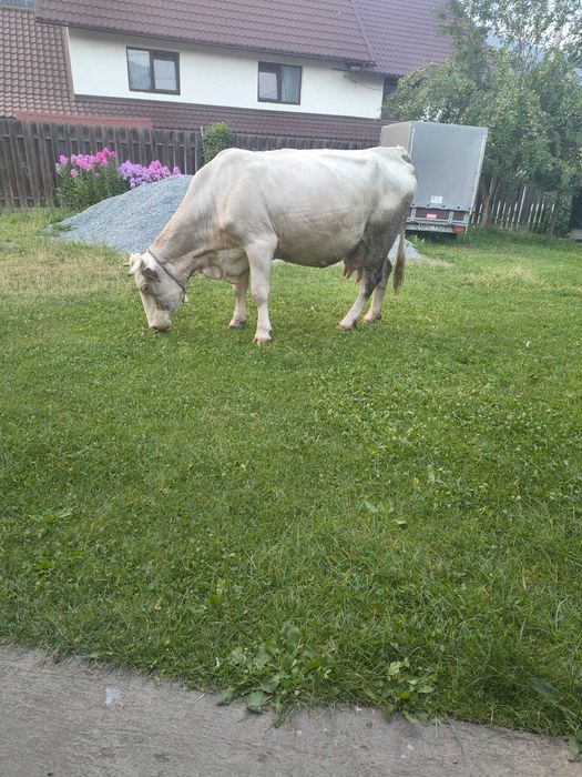 Vaca gestanta de vanzare
