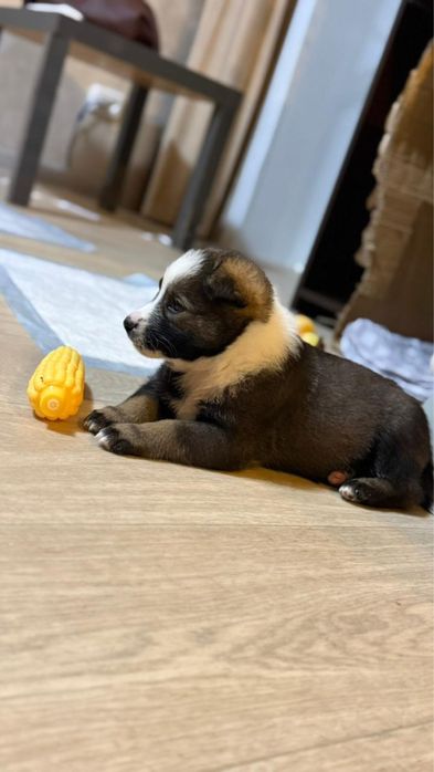 Отдам собаку щенка