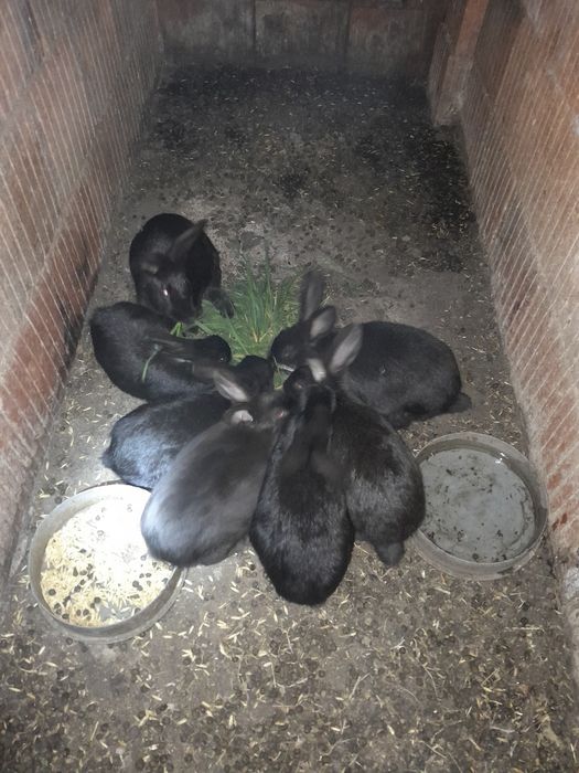 Vând 7 puii de iepure femele și un iepuroi