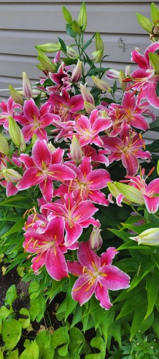 Цветы Лилия  Лилия гуллари нихоллари