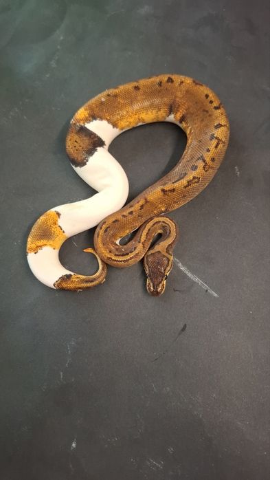 Кралски Питон Pinstripe Pied