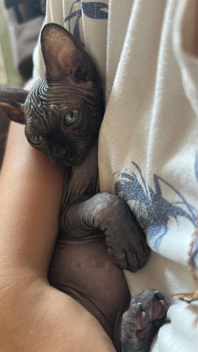 Продаем кошку Сфинкс