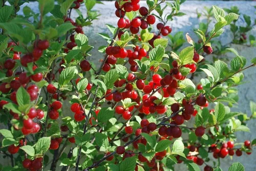 Продам саженцы вишни