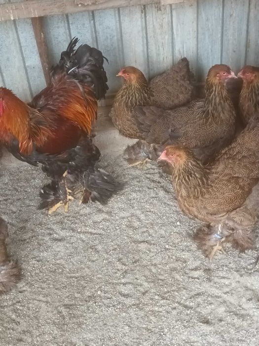 Brahma si cochinchina oua de incubat
