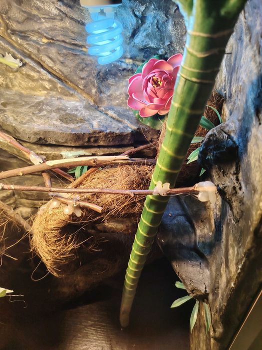 Терарим за хамелеон или друго