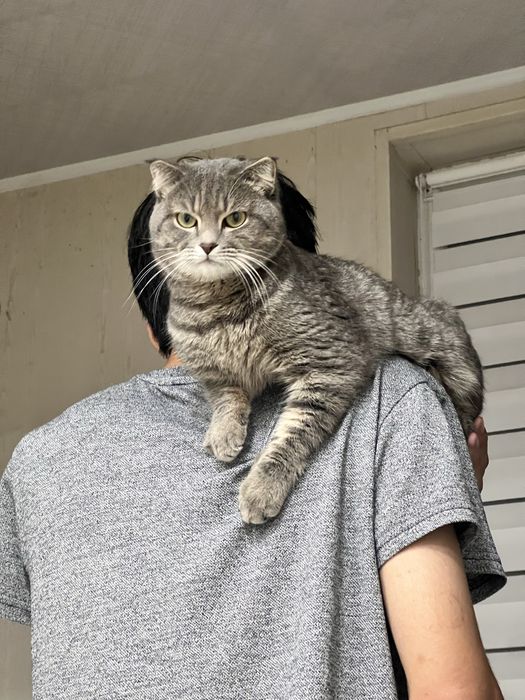 Кот для вязки