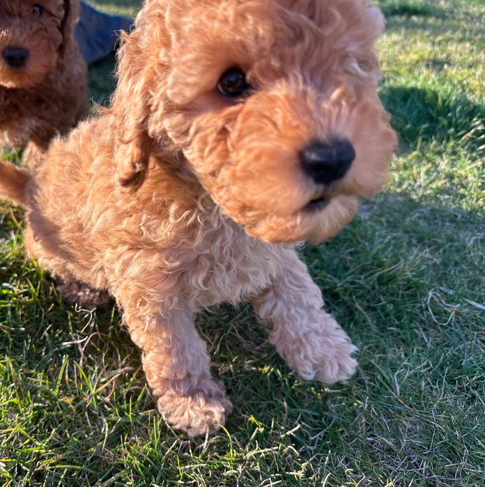 Пудел мини женско априкот(праскова )