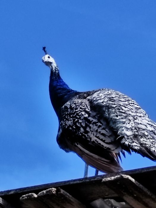 Vând pauni verzi,albi și umăr negru