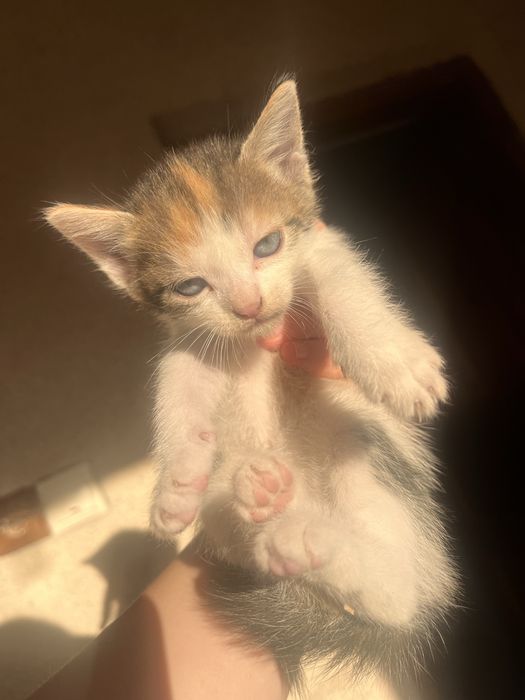 Pui de pisica adoptie
