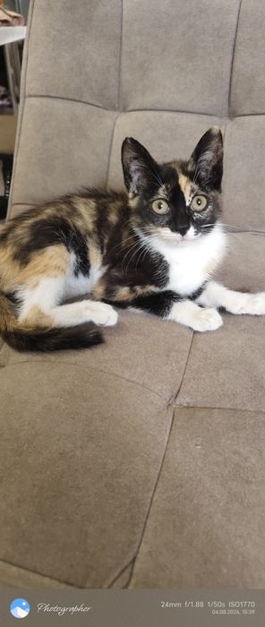 Девочка котенок Мия