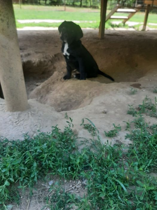 Femela cane corso neagra