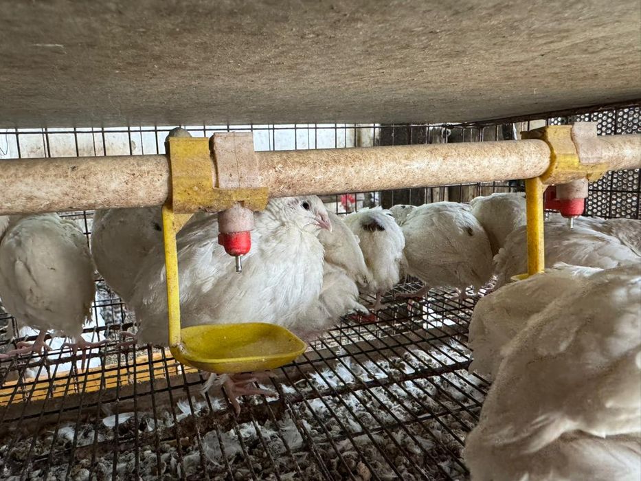 Продаю перепелов возраст 1 месяц