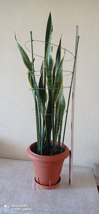 Комнатные декоративные растения.