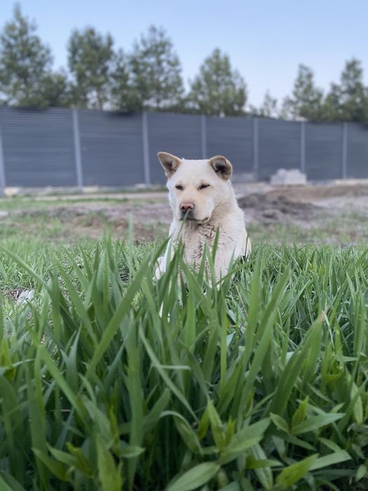 Добрая собачка Луна ищет свой дом