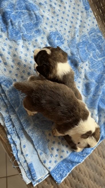 Щенки Вельш Корги Кардиган