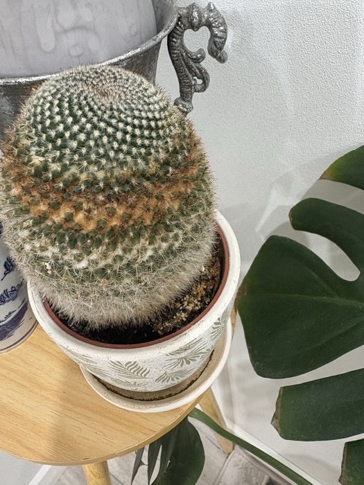 Кактусы, филодендрон, пахира