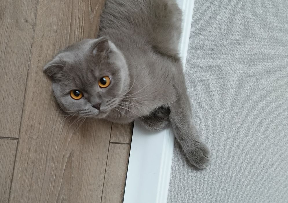 Кошка молодая кошечка