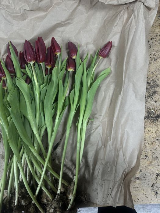 Тюльпаны высокие