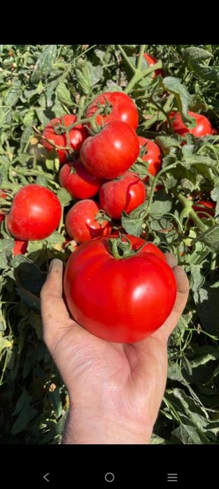 Семена томата Максимус ф1