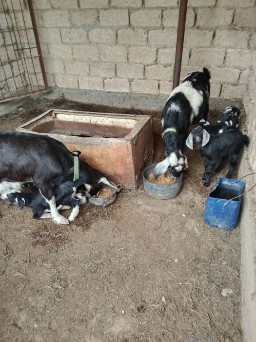 Асыл тұқымды Нуби сүтті ешкі сатылады