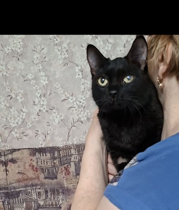 Молоденькая кошечка Чара в добрые руки!