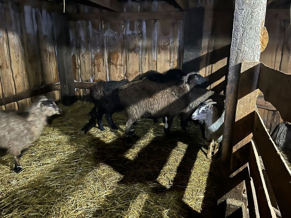 Продам МРС овцы козы